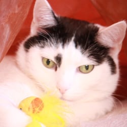 Bastet the Cat 2012 Teil 02
