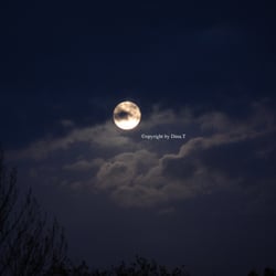 Moon Mai 2014 © by Dina.T