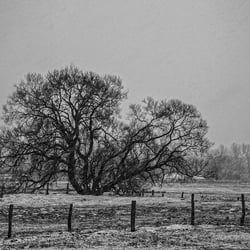 frozen