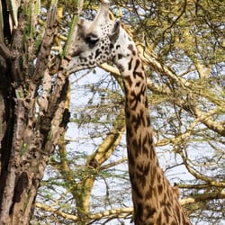 lake naivasha lodge20