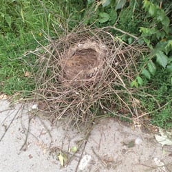 Natur 2012 Nest 01