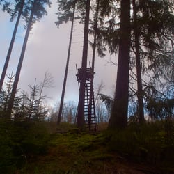 Forrest