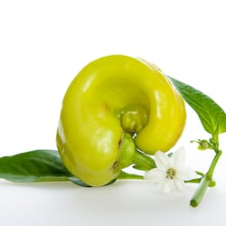 Paprika mit Blüte