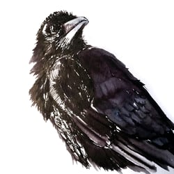 Raven2