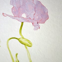 Mohnblume in Arbeit