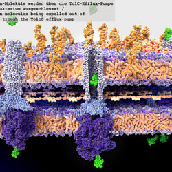 Antibiotikaresistenz: Bakterienwand mit TolC-Efflux-Pumpe