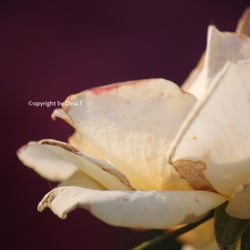 Flowers Juli 2014 © by Dina.T