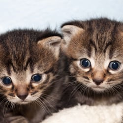 Kitten in the shelter – Heidenheim