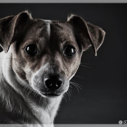 Portrait Portfolio