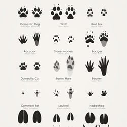 Common Animal Tracks