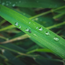 droplets