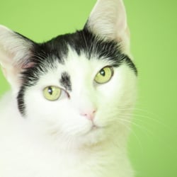 Bastet the Cat 2012 Teil 02