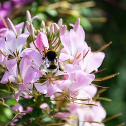 bumblebee-8248424