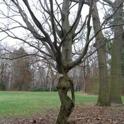 Treegirl bearbeitet