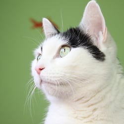 Bastet the Beauty Cat 30. Okt. 2012