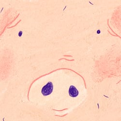 pig