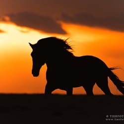 Berber Hengst Silhouette