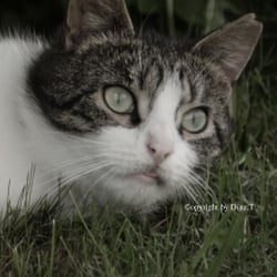 Cat 2014 Foto Übung