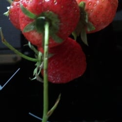 Erdbeeren 001