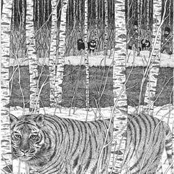 Sibirischer Tiger