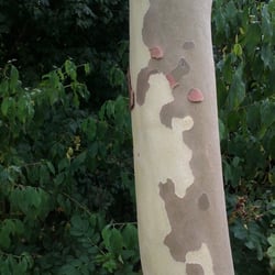 Natur 2012 Bäume
