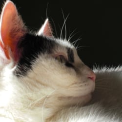 Bastet