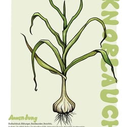 Knoblauch.