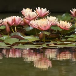 Seerosen Teich bei der BUGA  in Mannheim