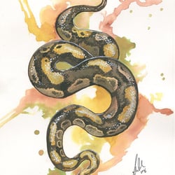 Python