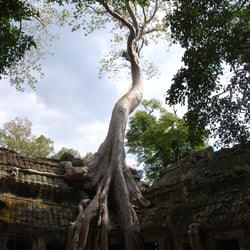 Digital Photograph (Nikon D60)