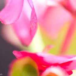 Blumenbild (38 von 60)