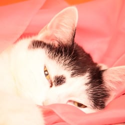 Bastet the Cat 2012 Teil 03