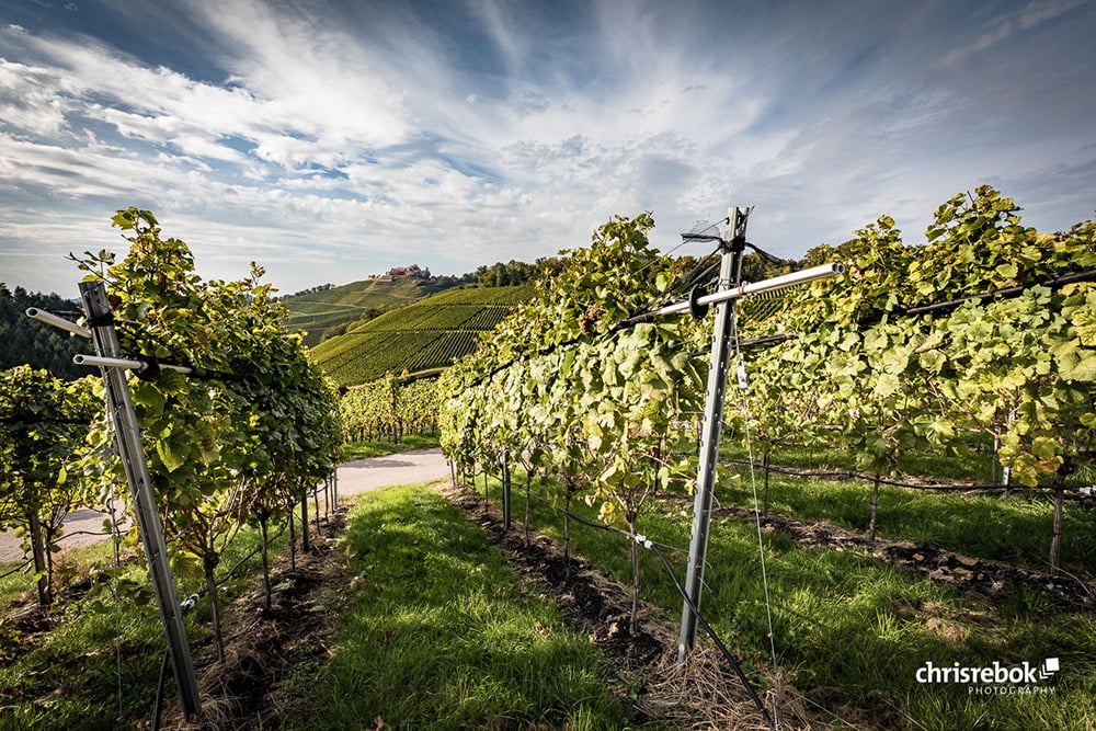 Weinfotografie im Weinparadies Durbach, Ortenau, Baden