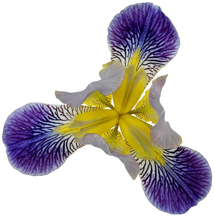 Fleur de Lis II