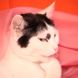 Bastet the Cat 2012 Teil 04