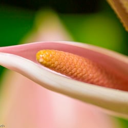 Blumenbild (25 von 60)