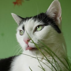 Bastet the Cat 2012