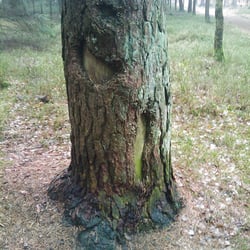 boeser baum