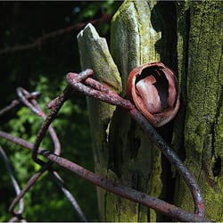 die Nußschale am Zaun