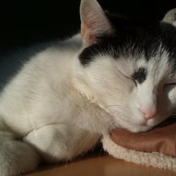 Bastet the Cat 2012 Teil 06