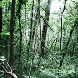 Wald 9
