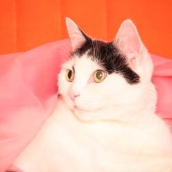Bastet the Cat 2012 Teil 03