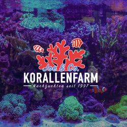 KORALLENFARM JOE & CO 03