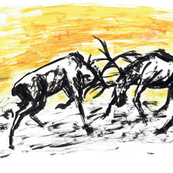 Hirsche kämpfen