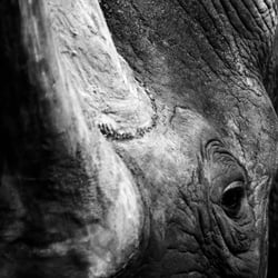Spitzmaulnashorn