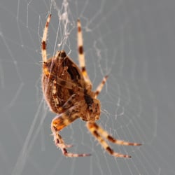 Kreuzspinne