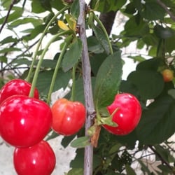 Kirschbaum 18