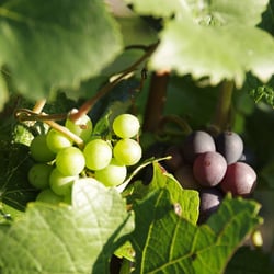 Herbst September 2013 070
