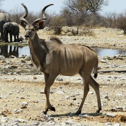 Ethosa NP Namibia Kudu