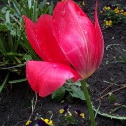 Flowers 08